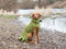 Green Perfectly Practical Dog Drying Coat