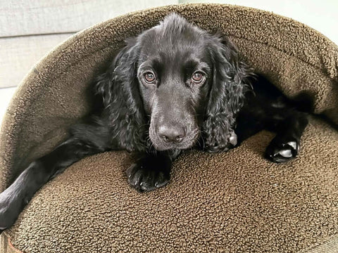 Green Tweed Luxury Dog Cave Bed With Removable Firm Hood