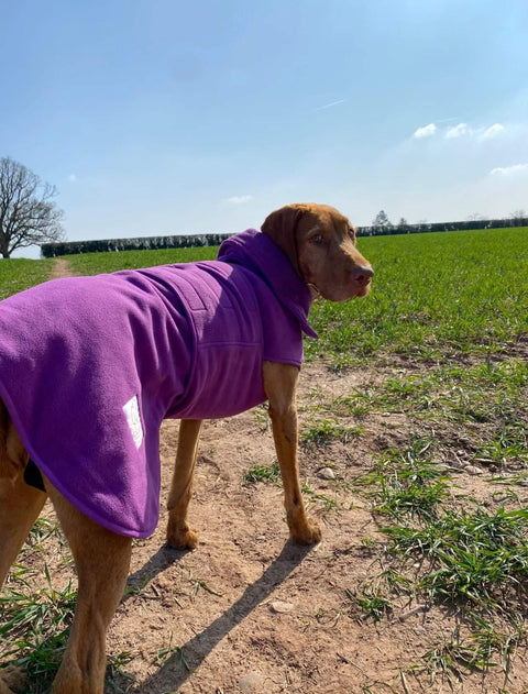 Teal Superior Perfectly Practical Dog Drying Coat