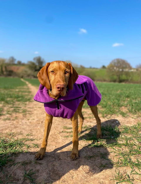 Teal Superior Perfectly Practical Dog Drying Coat