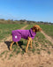 Teal Superior Perfectly Practical Dog Drying Coat
