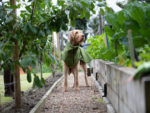 Green Perfectly Practical Dog Drying Coat