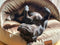 Large Beige Luxury Dog Cave Bed with removable Firm hood