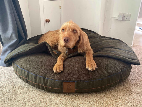 Green Tweed Luxury Dog Cave Bed With Removable Firm Hood