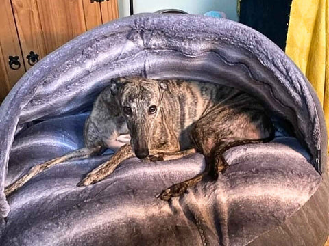 Grey Luxury Dog Cave Bed With Removable Firm Hood